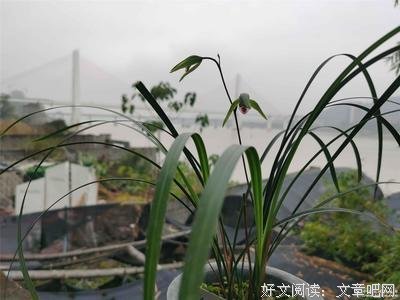 关于一路开花名言警句