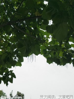 花开半夏经典的句子
