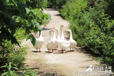 最新的《人间入画》佳句摘抄大全