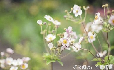 《时间大使莫莫》影评摘抄