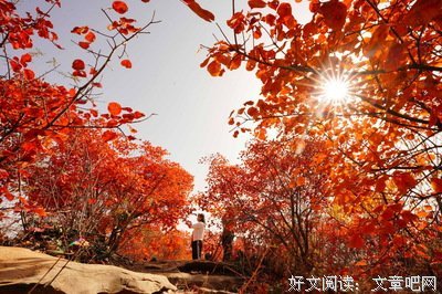 《千岁沙河》的读后感大全