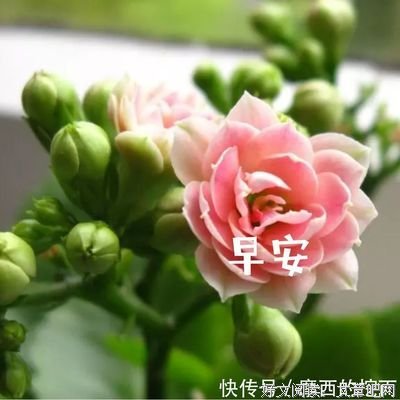 关于爱情的优美句子
