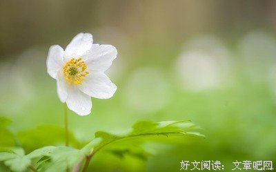 《我的爱情生活》读后感精选