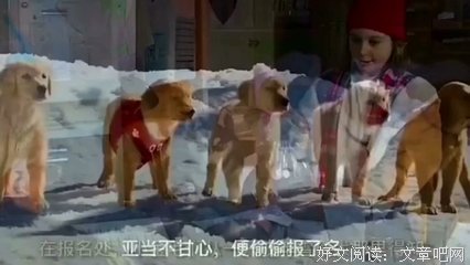 《雪地巴迪》经典观后感有感