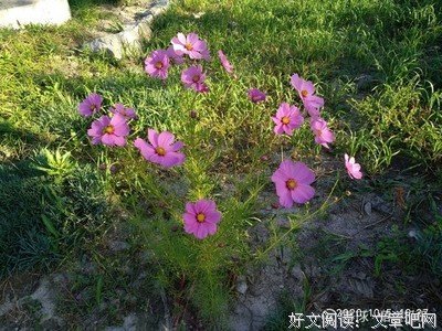 《憨夺型投资者》读后感锦集