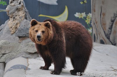 动物凶猛经典名句