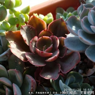 一你只不生相见即眉开经典的句子
