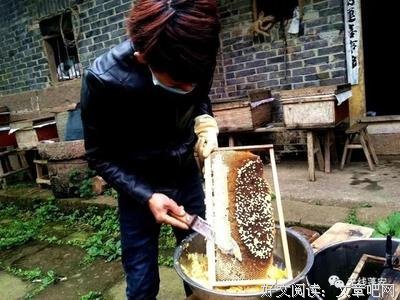 《养蜂人的门徒》的读后感大全