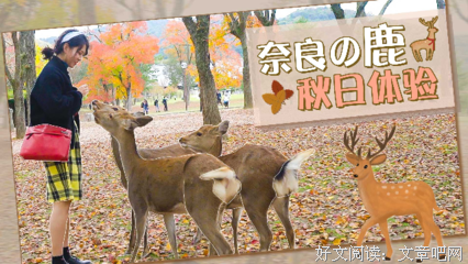 《鹿男与美丽的奈良》观后感100字