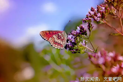 关于我的印都便的句子