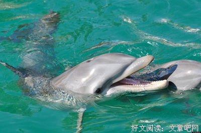 生命的真相读后感摘抄