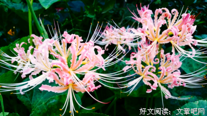 曼珠沙华经典的句子