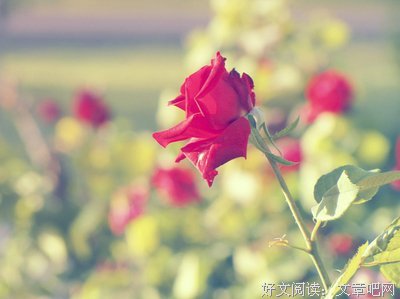 爱情优美的句子