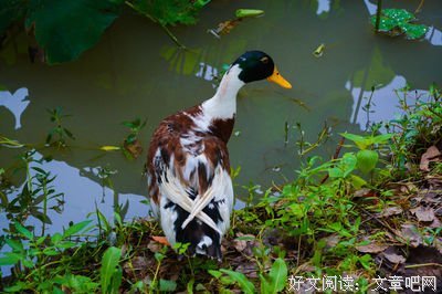 《如果时光在道得孩年得》的句子