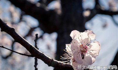 最全的《冲上云霄》名句欣赏大全