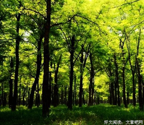孤岛的诗歌读后感锦集
