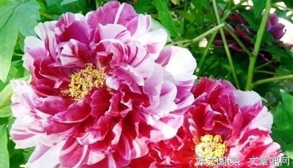 苦恼的句子