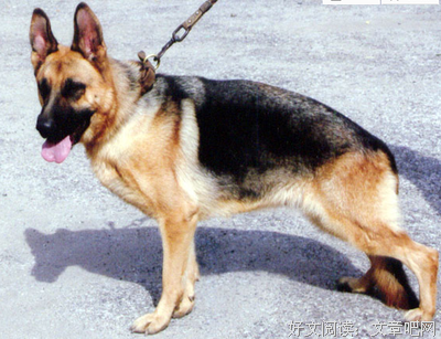 《犬王》的观后感大全