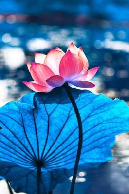 《不必》的句子