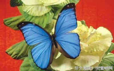 有关左手边的阳光的句子