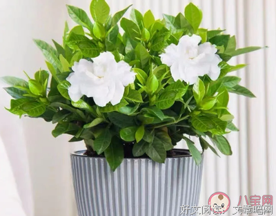 花开自有格调句子