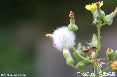 蒲公英的约定的优美句子