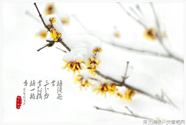 有关寒梅墨香的格言