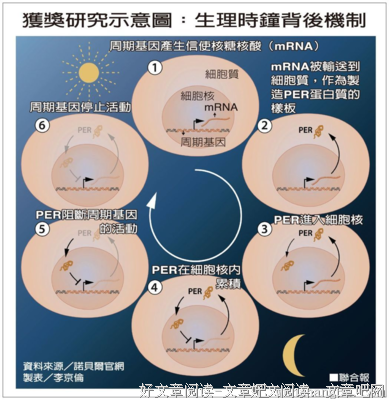 四型生理时钟读后感摘抄