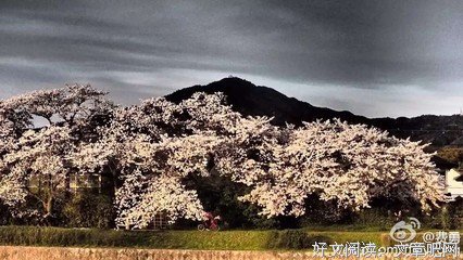 人生真不如陶渊明那一杯酒的读后感大全