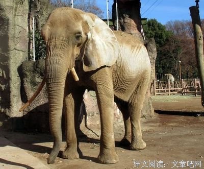《大象花子》的观后感大全