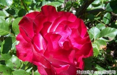 过往云烟的句子