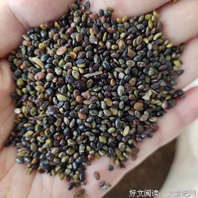 苜经典名句