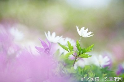 情感优美的句子