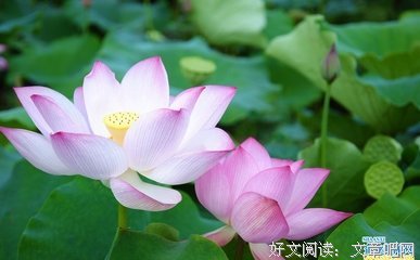 最经典的《千年之恋》名句欣赏