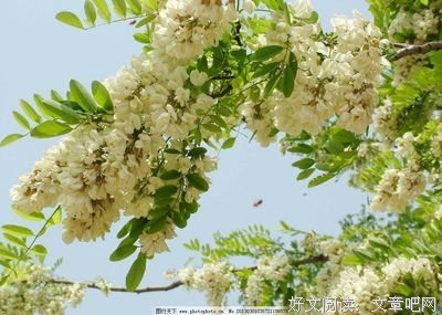 《五月槐花香》观后感摘抄