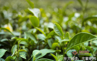 随手采摘~的优美句子