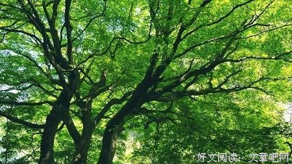 有关情缘，品如丝的句子