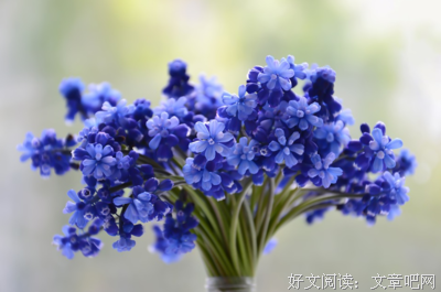 风信子。名句欣赏