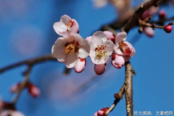 时光结篱，岁月戴花