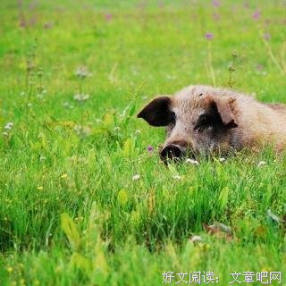 《一只特立独行的猪》读后感精选