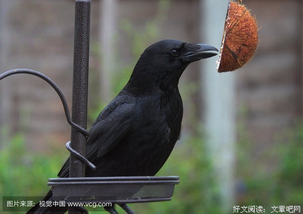 食桌情景经典读后感有感