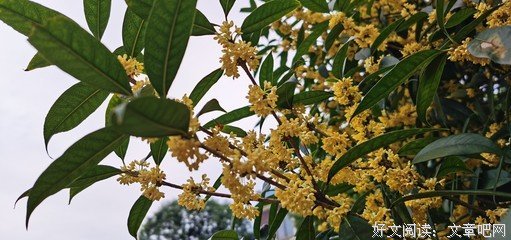 《八月桂花香》好看吗？经典观后感锦集
