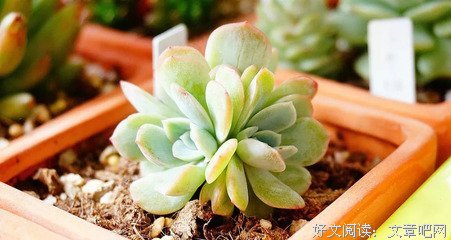 人生态度优美的句子