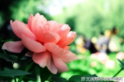 原谅我倔强长大的句子