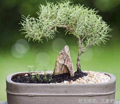 关于迷迭香的忧伤的句子