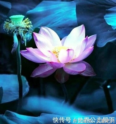 《睿智下年极》的句子