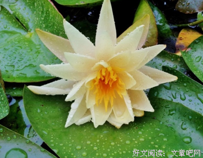 关于立着比不心的优美句子