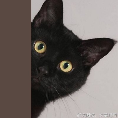 《一朵桔梗花》经典读后感有感