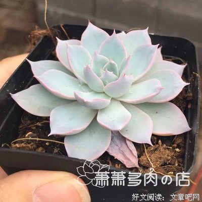 玩转多肉植物（修订版）读后感摘抄