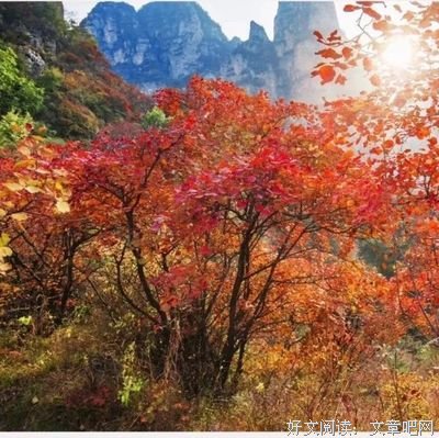 《天国的树》观后感精选